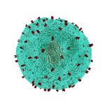 NEU: Immunitätstests auf SARS-CoV-2